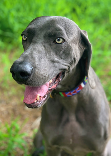 A gray dog with light eyes wears the All the Way Up Beaded Dog Collar by Her Best Foot Forward, a bold handmade Maasai ethical pet accessory from East Africa, while sitting outdoors on grass, mouth open and looking to the side.