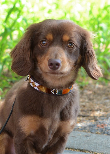 A brown dachshund, wearing the Her Best Foot Forward Savanna Beaded Dog Collar—an ethical, handmade Maasai pet accessory from East Africa—sits on green grass outside on a sunny day with a softly blurred background.