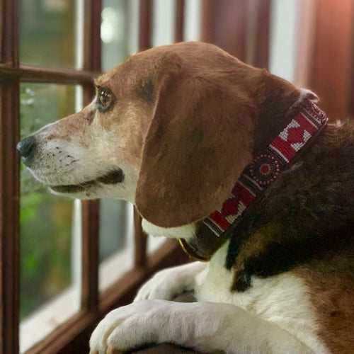 A beagle wearing the Red Hot Dog Beaded Dog Collar by Her Best Foot Forward gazes out a window, resting its paws on the sill as soft light highlights its face and fur. This collar is a vibrant, handmade Maasai ethical pet accessory from East Africa.