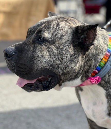 A brindle dog with a short coat wears the Her Best Foot Forward Ethan Almighty Beaded Dog Collar—an ethical, handmade Maasai pet accessory from East Africa—outdoors on a sunny day with its mouth open and tongue out.