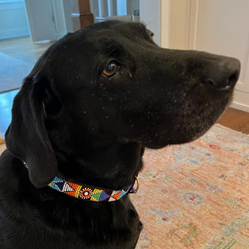 A black dog wearing the Tapestry Beaded Dog Collar from Her Best Foot Forward—an intricate, handmade Maasai design from East Africa—sits indoors on a patterned rug, gazing slightly upward.