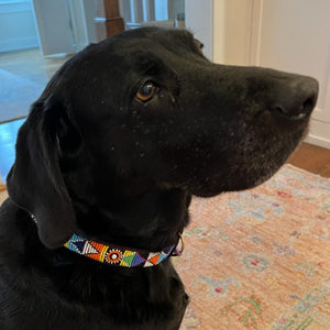 A black dog wearing the Tapestry Beaded Dog Collar from Her Best Foot Forward—an intricate, handmade Maasai design from East Africa—sits indoors on a patterned rug, gazing slightly upward.