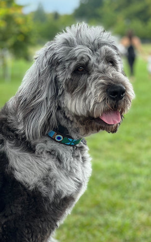 A fluffy gray and black dog sits on green grass wearing the Proud as a Peacock Beaded Dog Collar by Her Best Foot Forward, a vibrant handmade Maasai pet accessory from East Africa. Trees and a blurred figure appear in the background.
